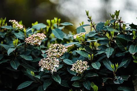 Viburnum Flowers Buds Red Free Photo On Pixabay