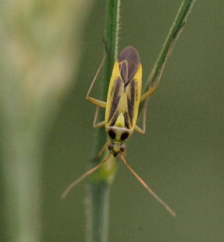 Stenotus Binotatus Photo Michel Ehrhardt Galerie Insecte Org