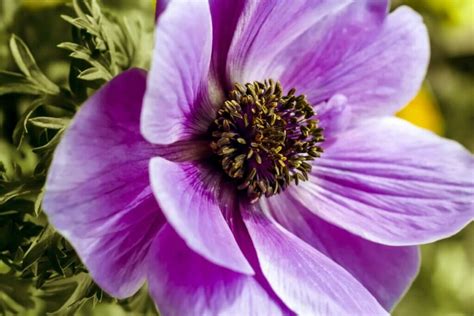 What Colors Do Anemone Flowers Come In? - Petal Republic