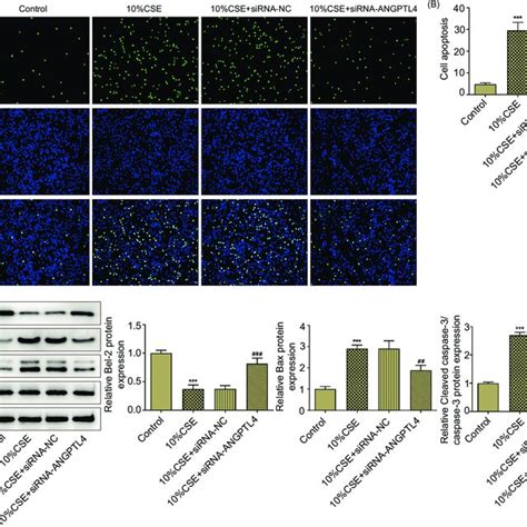 Angptl Knockdown Attenuates Cse Induced Cell Apoptosis A Cell