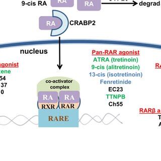 Schematic Representation Of The Canonical Smad Dependent Tgf Pathway