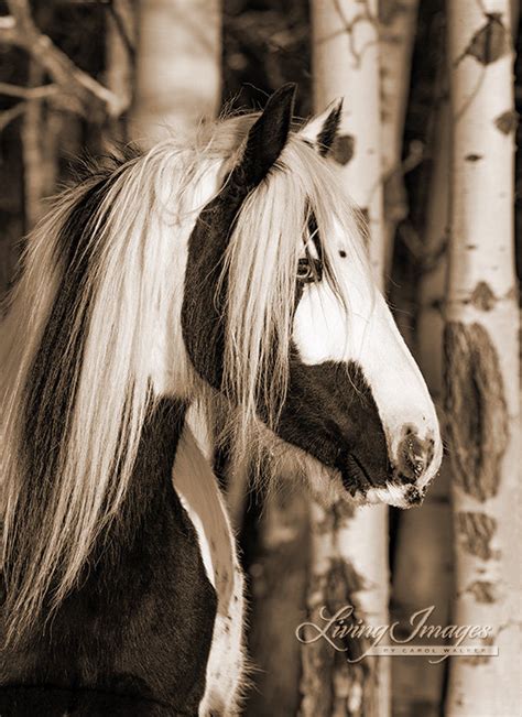 Horse Photography Black and White Horse Print gypsy in the | Etsy