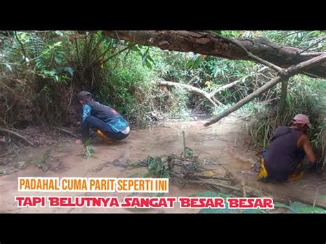 JARANG TERJAMAH ORANG SPOT PARIT DI TENGAH HUTAN DI HUNI OLEH BELUT