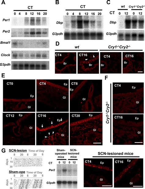 Clock Genes And Clock Controlled Genes In The Mouse Respiratory System