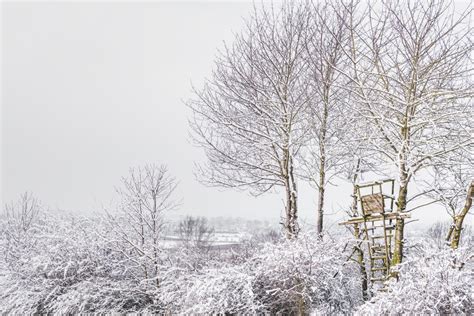 Images Gratuites Hiver Gel Arbre Branche Matin Blizzard Ciel