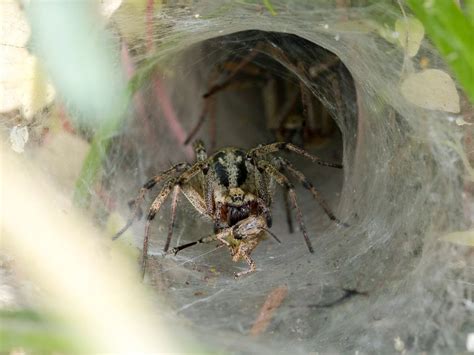 Curioso 😨 Un Descubrimiento No Apto Para Sensibles 🕷🕸️ Científicos