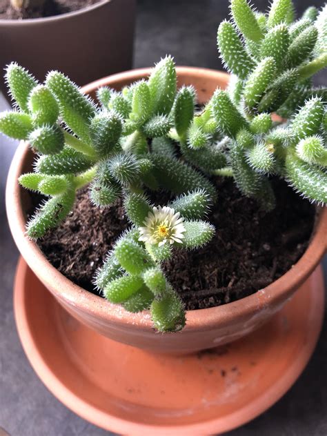 My Pickle Plant Has A Lil Flower 🥰 Rplants