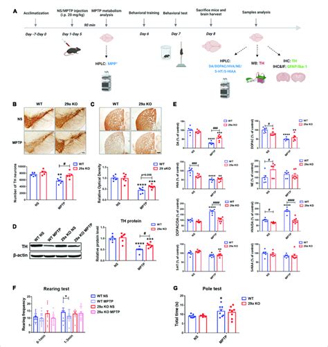 Analysis of the nigrostriatal pathway and behavioral performance of ...