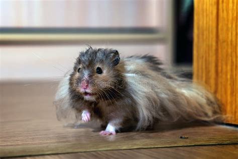 Long Haired Syrian Hamster Walks On Laminate Stock Image Image Of