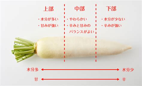 【大根の使い分け徹底ガイド】部位別の特徴と使い方を解説！ ほほえみごはん 冷凍で食を豊かに ニチレイフーズ