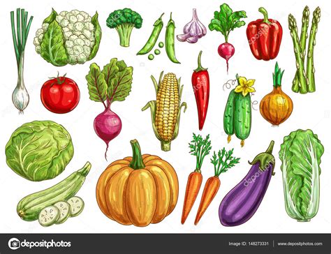 Vegetables Isolated Sketch Set With Fresh Veggies Stock Vector