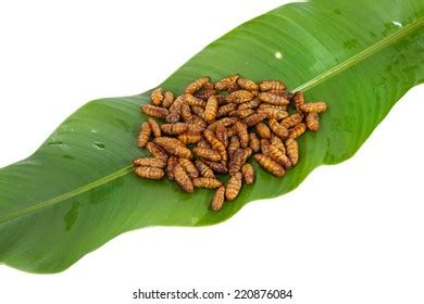 Fried Silkworms On White Background Stock Photo Shutterstock