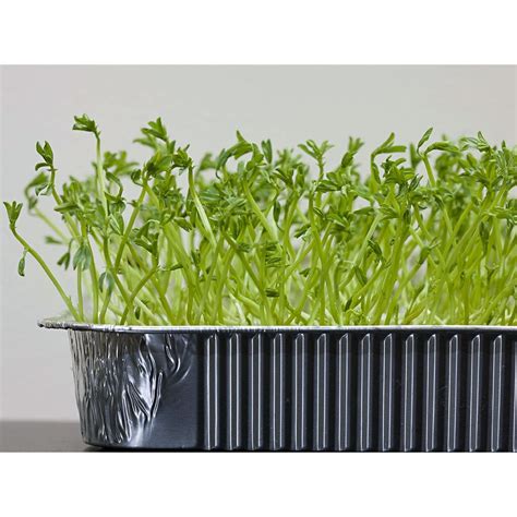 Seminte De Linte Verde Pentru Microplante 1 Kg EMAG Ro