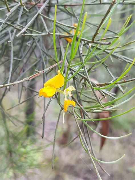 Winged Broom Pea In December 2021 By Maybash INaturalist