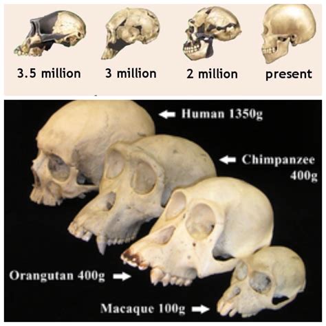 What Primate Is This Skull From Rprimatology