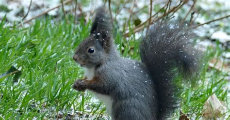 Romantischeslandleben Ein Eichhörnchen Am Vogelhaus Im Garten