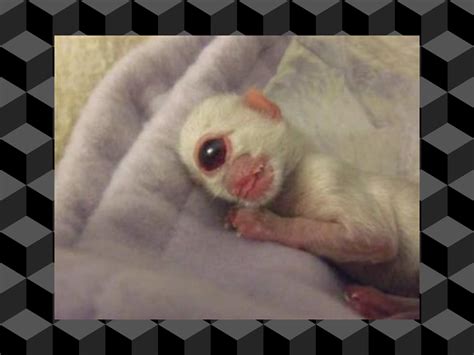Cyclopia In Animals