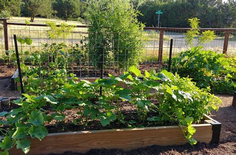 5 Expert Tips To Help You Create A Productive Vegetable Garden With