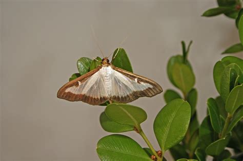 Box Tree Moth | Agriculture and Markets