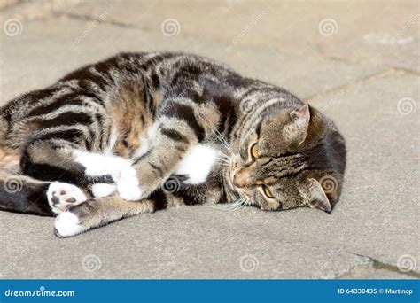 Tabby Cat Rolling Over On Pavement Stock Image Image Of Enjoy Silly