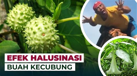 Kandungan Kecubung Yang Membuat Halusinasi Temansains Youtube