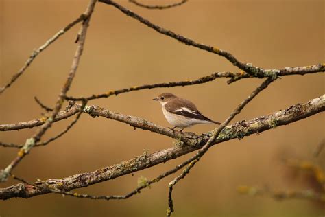 Gobemouche Noir Ficedula Hypoleuca Julian Piera C Flickr