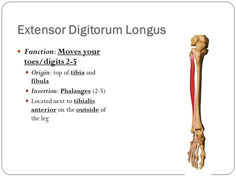 Extensor Digitorum Longus Muscle Anatomy Origin Inser