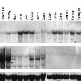 Northern Blot Analysis Of Ece Mrna Upper Panel And Ece Mrna