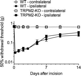 Effect Of Trpm Deficiency On Mechanical Allodynia In The Postoperative