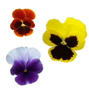 Pansy Border PNG Transparent Images Free Download | Vector Files | Pngtree