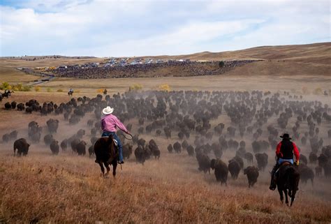 Custer State Park bison auction brings in nearly $900,000 • South ...