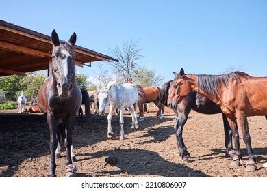 96,179 Horse Breeding Farms Images, Stock Photos & Vectors | Shutterstock