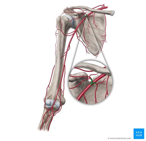 Thoracoacromial artery: Anatomy, branches, supply | Kenhub