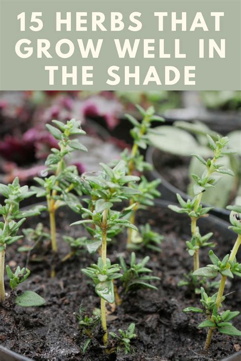 Herbs That Grow Well In The Shade Artofit