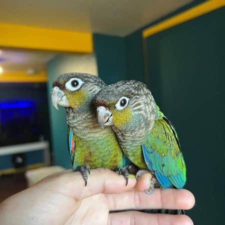 Crimson Bellied Conure 202446 For Sale In Vallejo CA