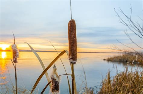 Premium Photo Reeds On The Shore Of A Winter Lake At Dawn