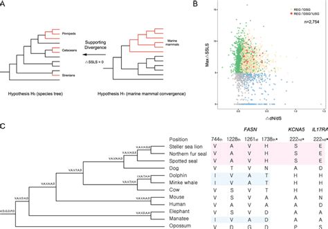 Analysis Of Rapidly Evolving Genes Divergent Substitution Genes And