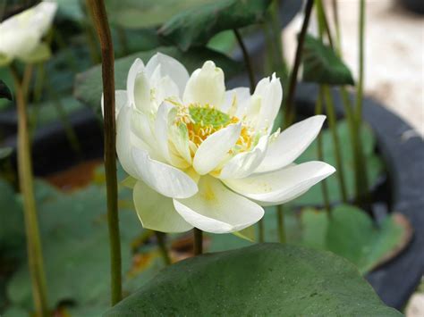 Nelumbo Nucifera Makota Thailand 005 Moon Flower Beautiful Flowers Nelumbo Nucifera