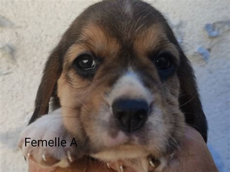 Chiots Beagles LOF à vendre Petite Annonce chien