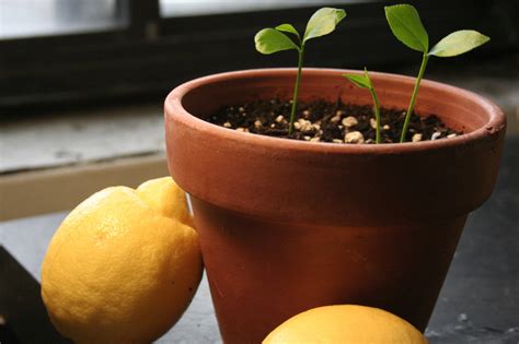 How To Grow Lemons From Lemon Seeds Storables