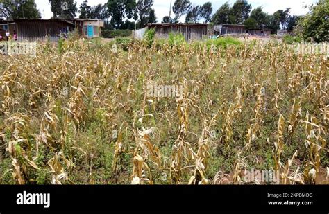 Smart Farming In Rural Kenya Drone Inspecting Maize Farms Stock Video