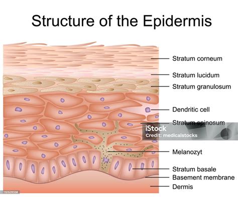 Ilustración de Estructura De La Epidermis Ilustración Vectorial Médica ...