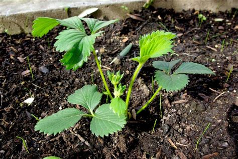 Quand Et Comment Planter Des Fraisiers Dans Son Jardin Pour Avoir Des