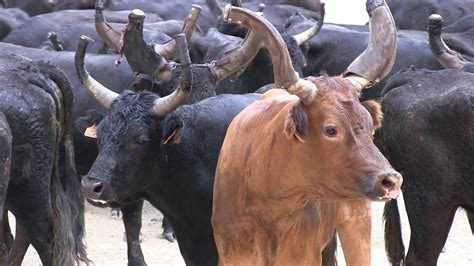 Encierro Des 100 Taureaux 2019 Youtube