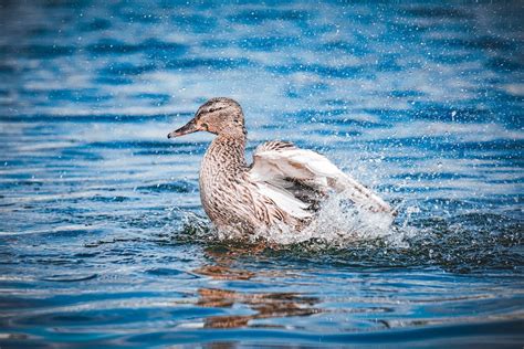 Duck Swimming in a Lake · Free Stock Photo