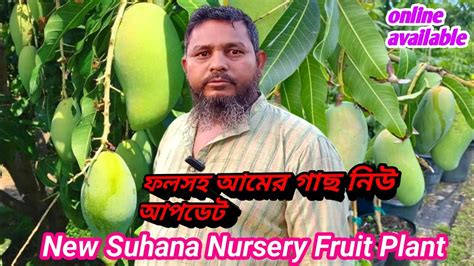 Fruit Plant জলের দামে সমস্ত রকম আমের চারা গাছ পাবেন New Suhana Nursery