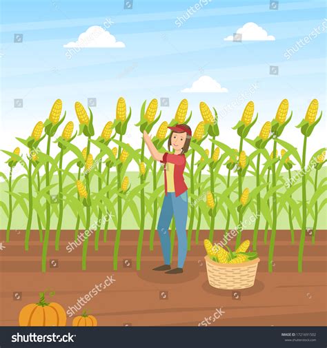 15.424 The Girl In A Corn Field. Images, Stock Photos, 3D objects ...