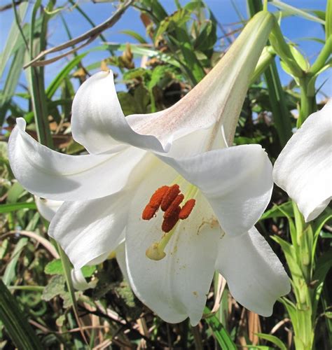 Lilium Brownii Var Australe Lilium Division Ix