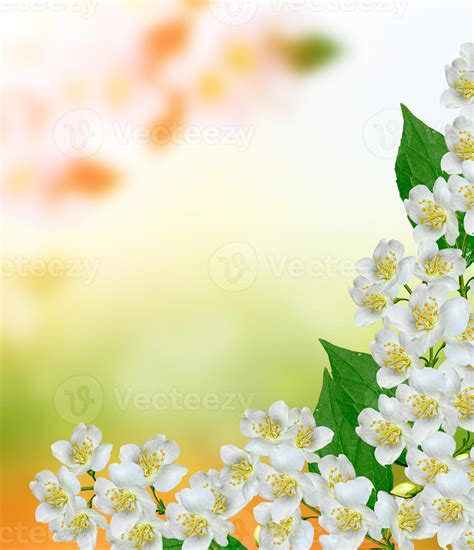 White jasmine flower. 9864408 Stock Photo at Vecteezy