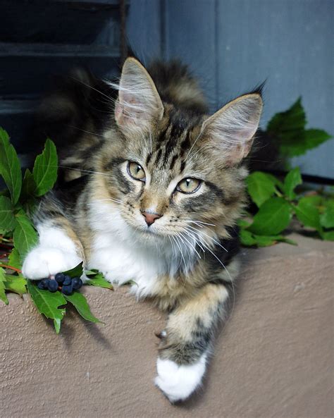 MAINE COON INTERNATIONAL - The breeds history in 9 small chapters